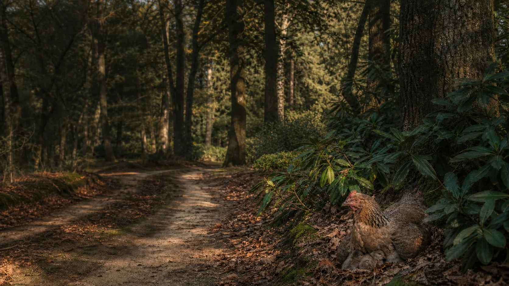 Een smal bospad tussen oude eiken, droog blad en rododendrons