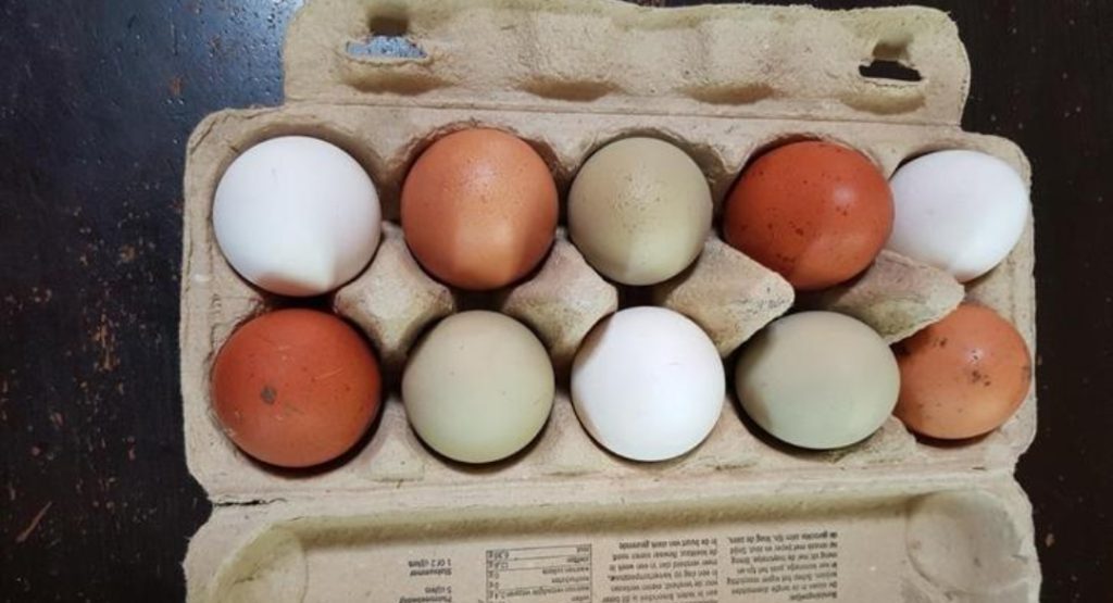 Eieren van olijfgroen tot chocoladebruin